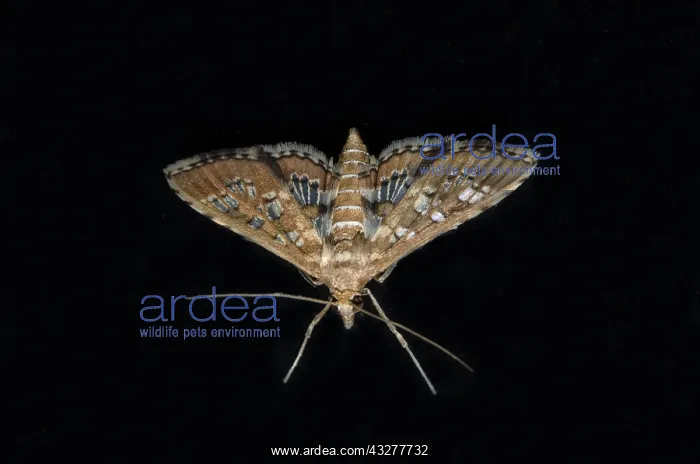 : Crambid Moth on window - Pering, Gianyar, Bali, Indonesia : Crambid Moth on window - Pering, Gianyar, Bali, Indonesia