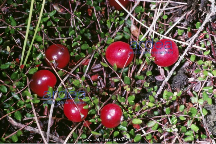 : CRANBERRIES : CRANBERRIES