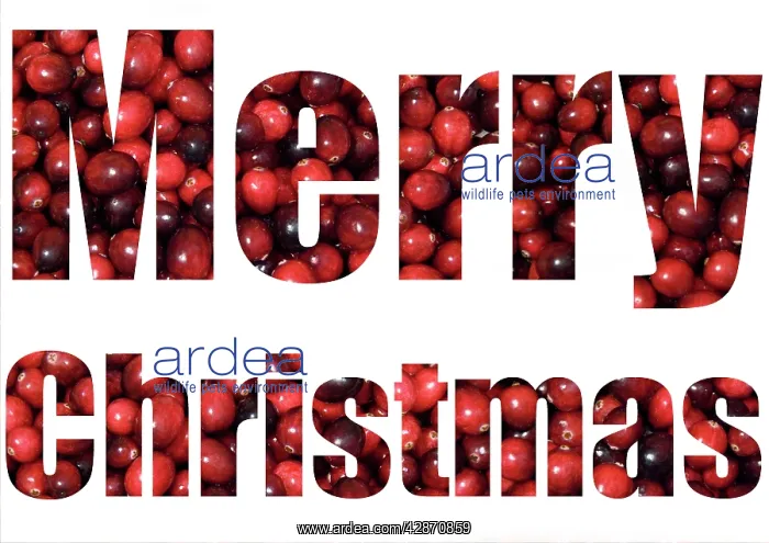  : Cranberries - spelling Merry Christmas