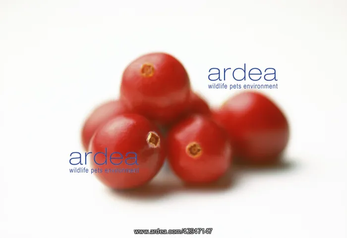  : Cranberry, Vaccinium oxycoccos
