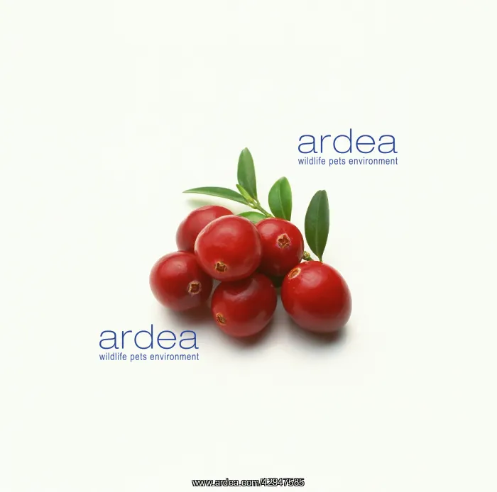  : Cranberry, Vaccinium oxycoccos