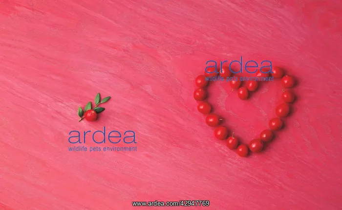  : Cranberry, Vaccinium oxycoccos