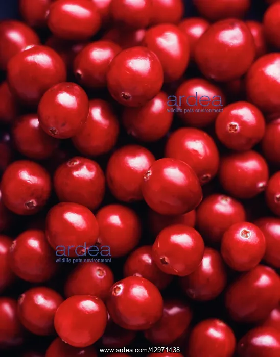 : Cranberry, Vaccinium oxycoccos : Cranberry, Vaccinium oxycoccos