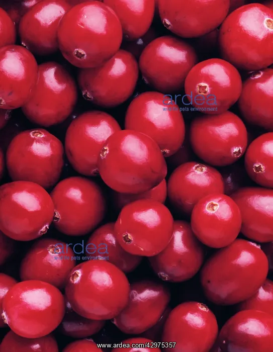 : Cranberry, Vaccinium oxycoccos : Cranberry, Vaccinium oxycoccos