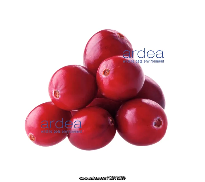: Cranberry, Vaccinium oxycoccos : Cranberry, Vaccinium oxycoccos