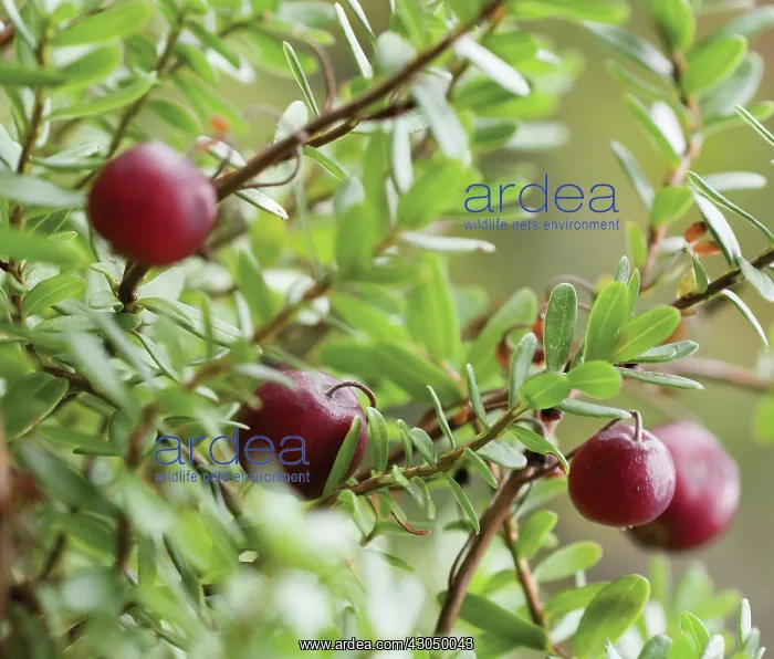 : Cranberry, Vaccinium oxycoccos : Cranberry, Vaccinium oxycoccos