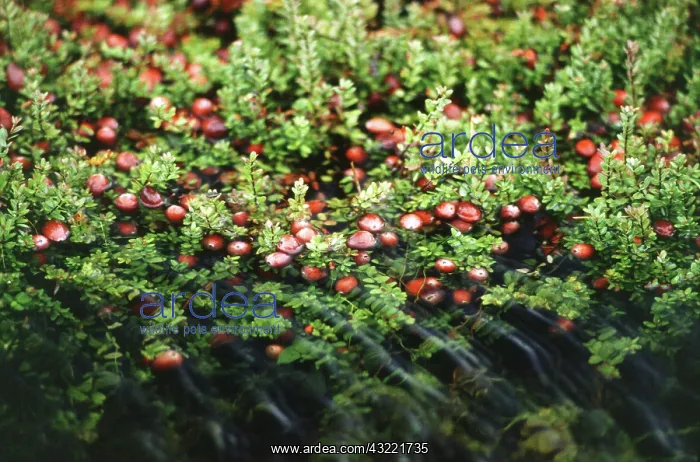 : Cranberry bog : Cranberry bog