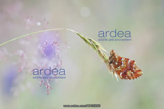 : Cranberry Fritillary : Cranberry Fritillary