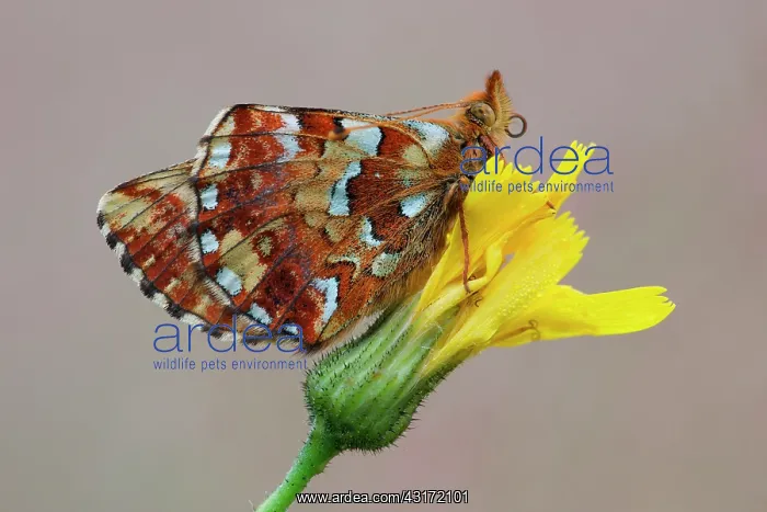 : Cranberry Fritillary : Cranberry Fritillary