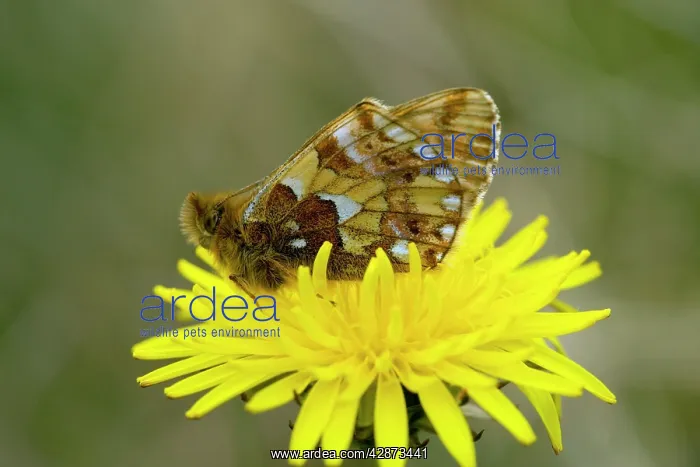 : Cranberry fritillary on a dandelion : Cranberry fritillary on a dandelion