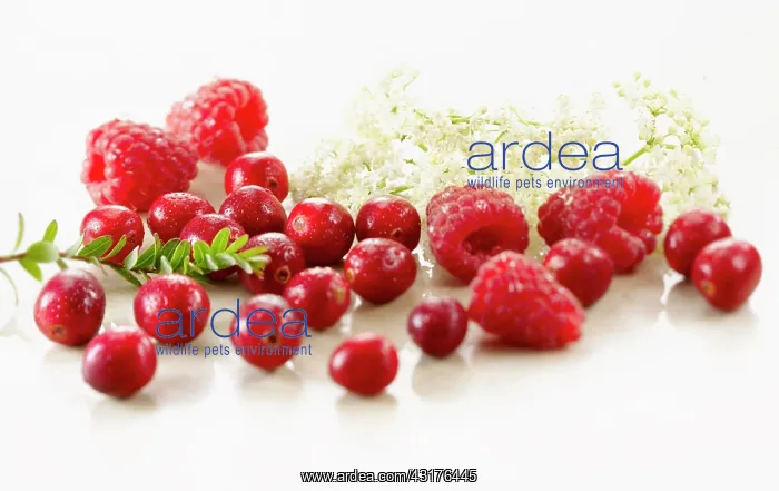 : Cranberry, Vaccinium oxycoccos, several berries : Cranberry, Vaccinium oxycoccos, several berries