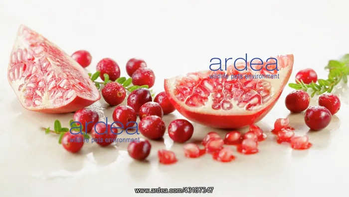 : Cranberry, Vaccinium oxycoccos, several berries : Cranberry, Vaccinium oxycoccos, several berries