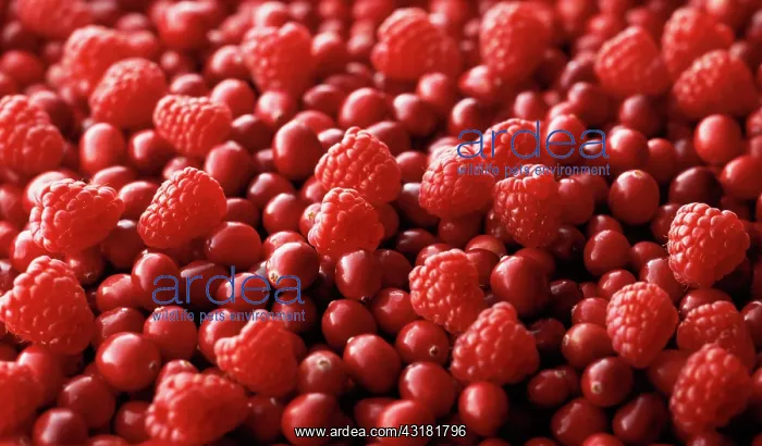 : Cranberry, Vaccinium oxycoccos with Raspberry, Rubus : Cranberry, Vaccinium oxycoccos with Raspberry, Rubus