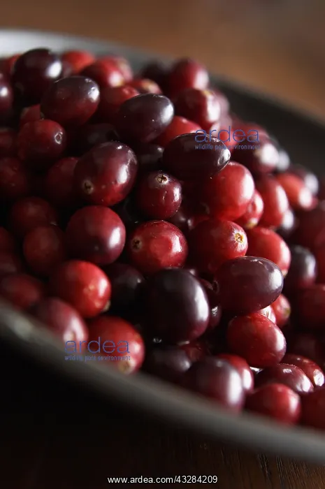  : Cranberry, Vaccinium oxycoccos, Red subject