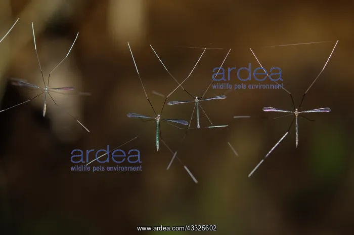 : Crane Flies deliberately on thread - Klungkung : Crane Flies deliberately on thread - Klungkung