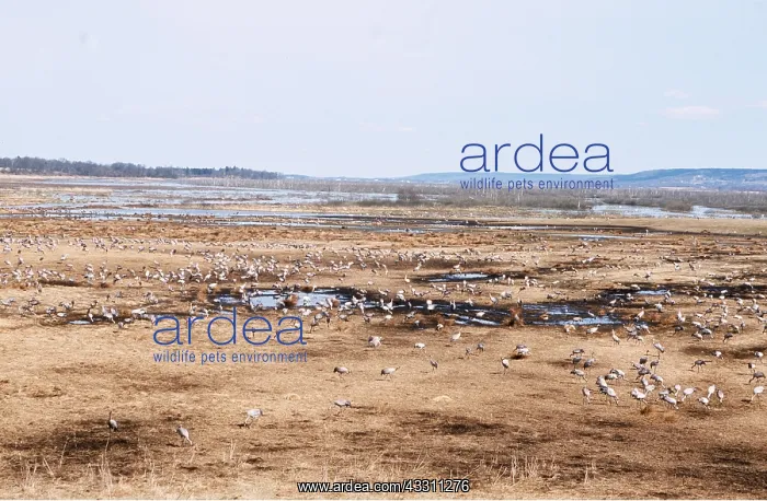 : CRANE - FLOCK ON GROUND : CRANE - FLOCK ON GROUND