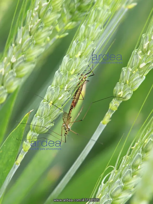 : Crane Fly. Two unidentified Crane Flies (Tipula sp.) mating in a cornfield : Crane Fly. Two unidentified Crane Flies (Tipula sp.) mating in a cornfield