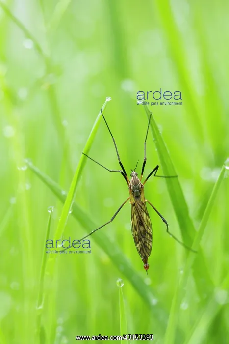 : Crane Fly (Tipulidae) resting on blades of grass with dew drops : Crane Fly (Tipulidae) resting on blades of grass with dew drops
