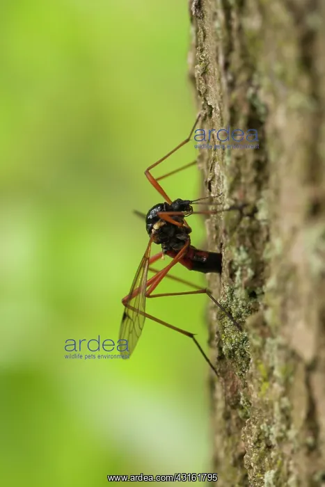 : Crane Fly. Female Crane Fly (Tanyptera atrata) laying eggs in dead wood : Crane Fly. Female Crane Fly (Tanyptera atrata) laying eggs in dead wood