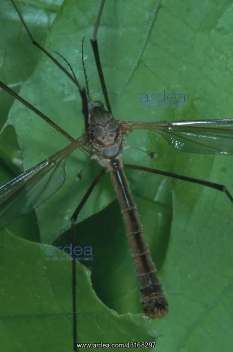 : Crane Fly. Crane fly (Tipula sp.) showing its halteres : Crane Fly. Crane fly (Tipula sp.) showing its halteres