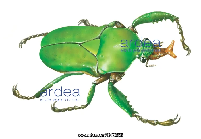 : Crane fly : Crane fly