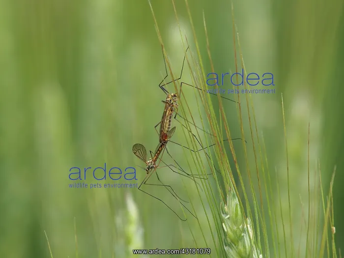 : Crane Fly. Two unidentified craneflies (Tipula sp) mating in a cornfield : Crane Fly. Two unidentified craneflies (Tipula sp) mating in a cornfield