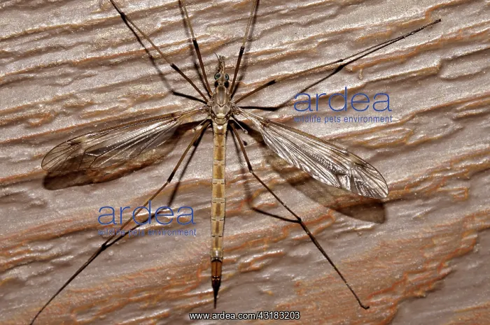 : Crane Fly adult, Tipula sp : Crane Fly adult, Tipula sp