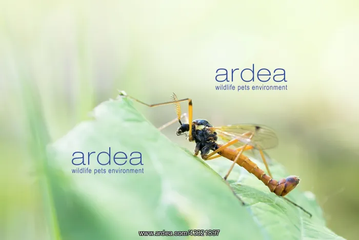 : Crane Fly (Tanyptera atrata) resting on vegetation : Crane Fly (Tanyptera atrata) resting on vegetation