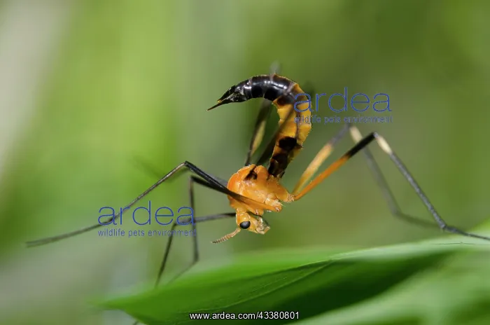 : Crane Fly - with coloration to mimic wasp - Klungkung, Bali, Indonesia : Crane Fly - with coloration to mimic wasp - Klungkung, Bali, Indonesia