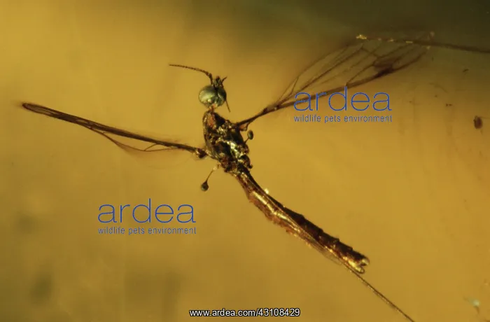 : Crane Fly in Amber : Crane Fly in Amber