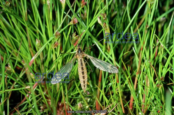  : Crane Fly  /  Daddy-Long-Legs - freshly emerged