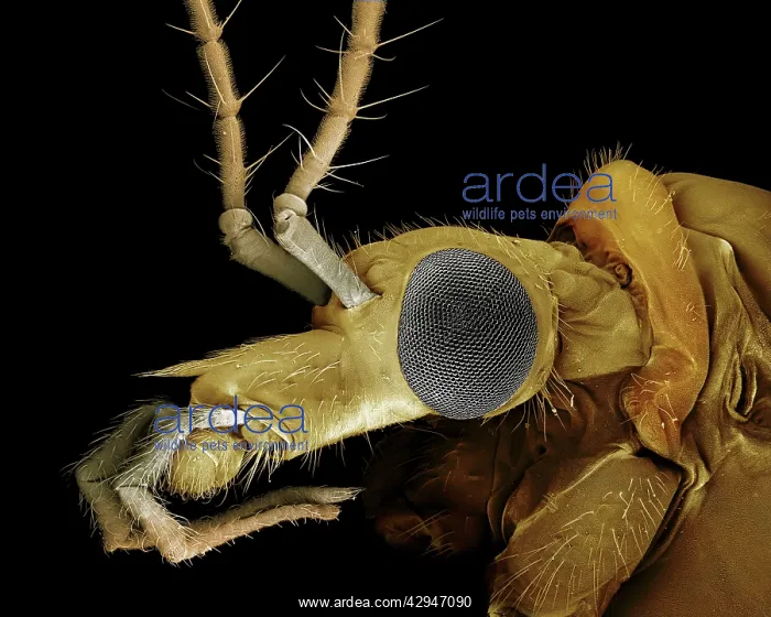 : Crane Fly or 'Daddy-Long-LegsI : Crane Fly or 'Daddy-Long-LegsI