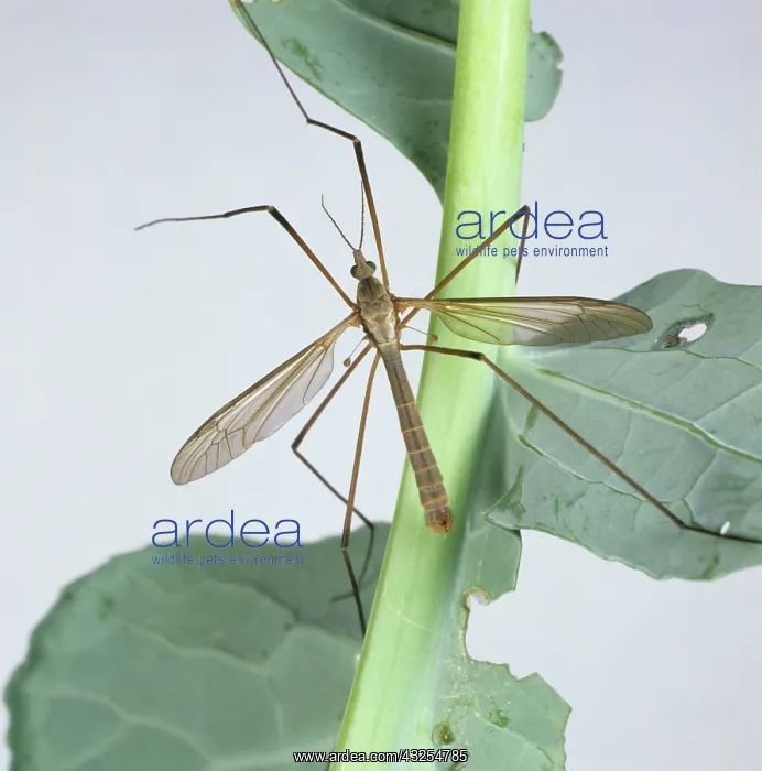 : Crane Fly (Tipula oleracea) on Cabbage plant : Crane Fly (Tipula oleracea) on Cabbage plant