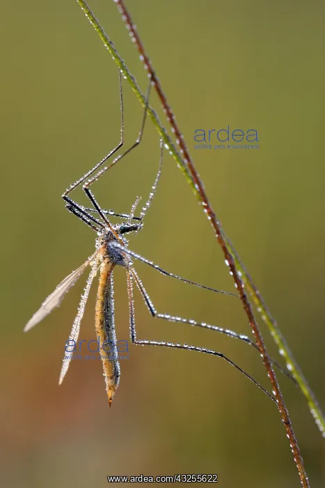 : Crane Fly (Tipula sp), Epe, Gelderland, The Net : Crane Fly (Tipula sp), Epe, Gelderland, The Net