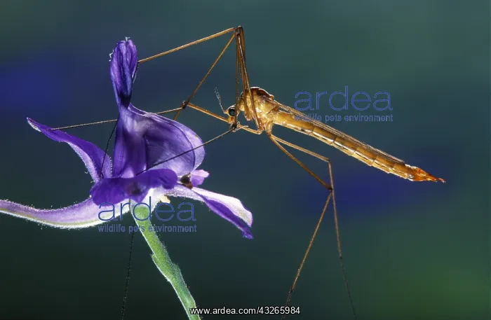 : Crane Fly (Tipula sp.) resting on flower, Belgi : Crane Fly (Tipula sp.) resting on flower, Belgi
