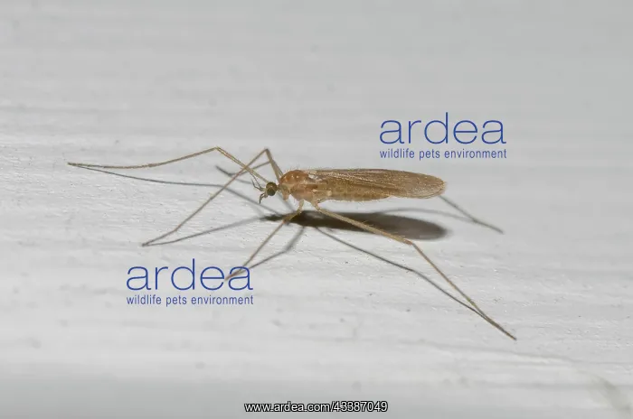 : Crane Fly, Tipulidae Family : Crane Fly, Tipulidae Family