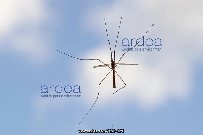 : Crane Fly - on window : Crane Fly - on window