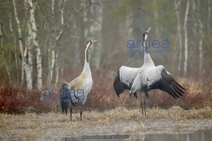 : Two Crane (Grus grus) just befor mating : Two Crane (Grus grus) just befor mating