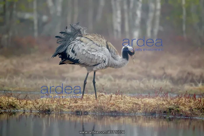  : Crane (Grus grus) male in a more