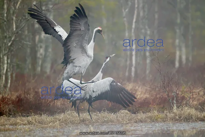 : Two Crane (Grus grus) mating : Two Crane (Grus grus) mating