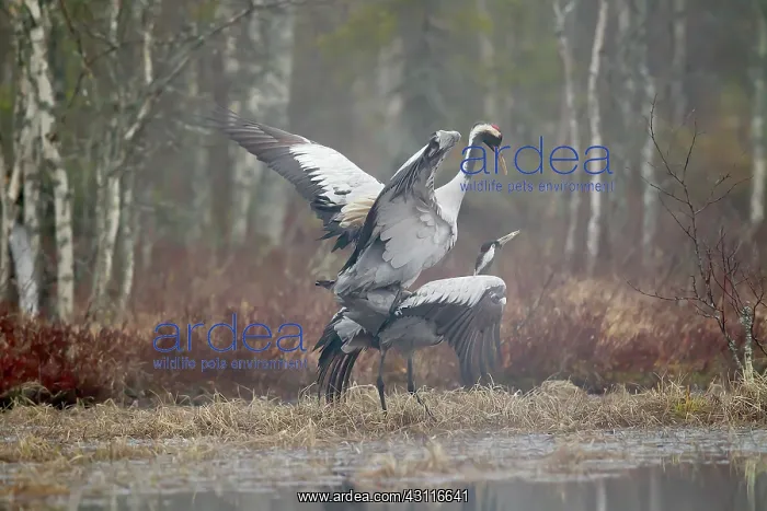 : Two Crane (Grus grus) mating : Two Crane (Grus grus) mating