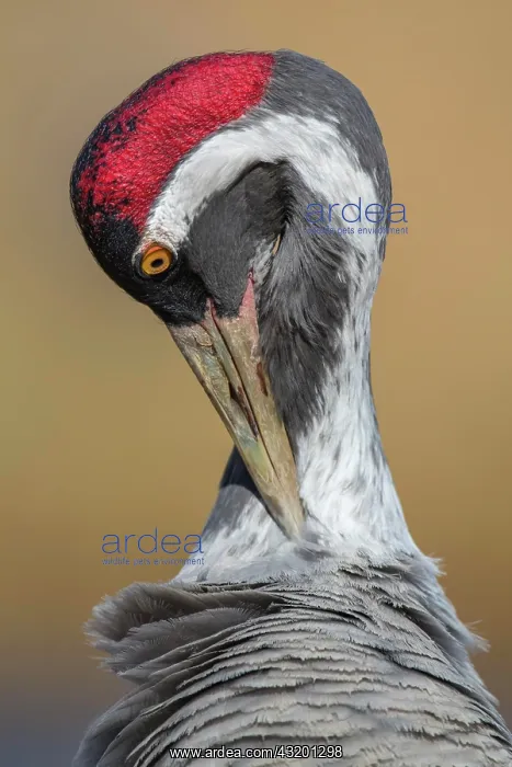  : Crane (grus grus) at plumage care, portrait, Vastergotland