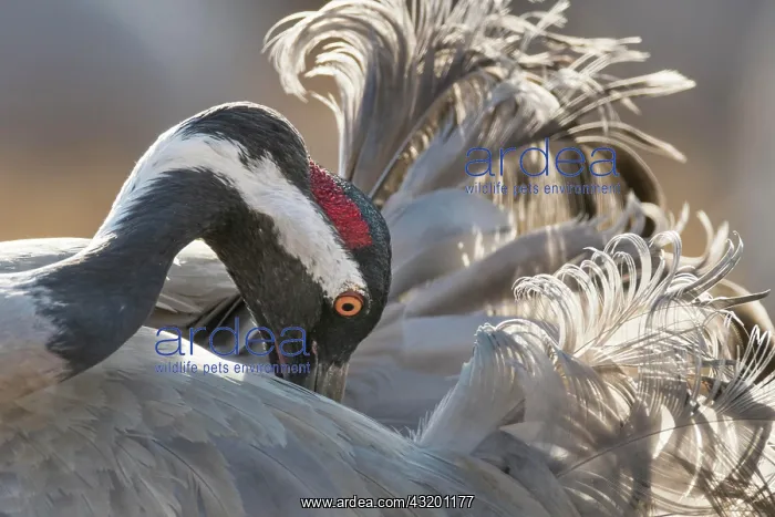 : Crane (Grus grus) at the plumage care, Vastergotland : Crane (Grus grus) at the plumage care, Vastergotland