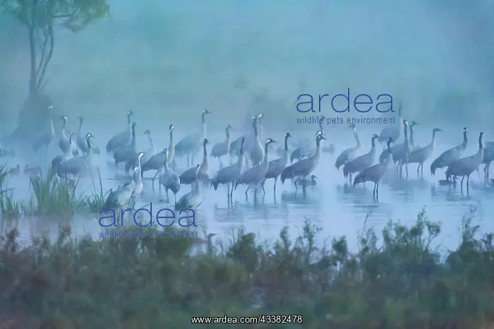 : Crane (Grus grus) Resting and roosting in the sh : Crane (Grus grus) Resting and roosting in the sh