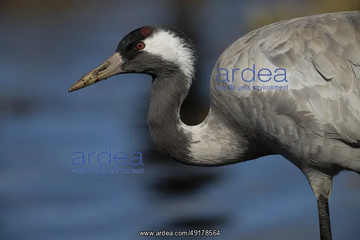 : Crane (Grus grus), Sweden : Crane (Grus grus), Sweden