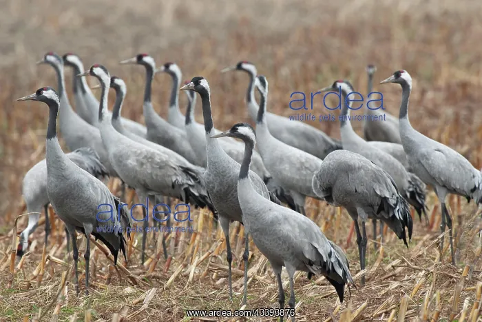 : Crane (Grus grus) Troop of cranes on harvested m : Crane (Grus grus) Troop of cranes on harvested m