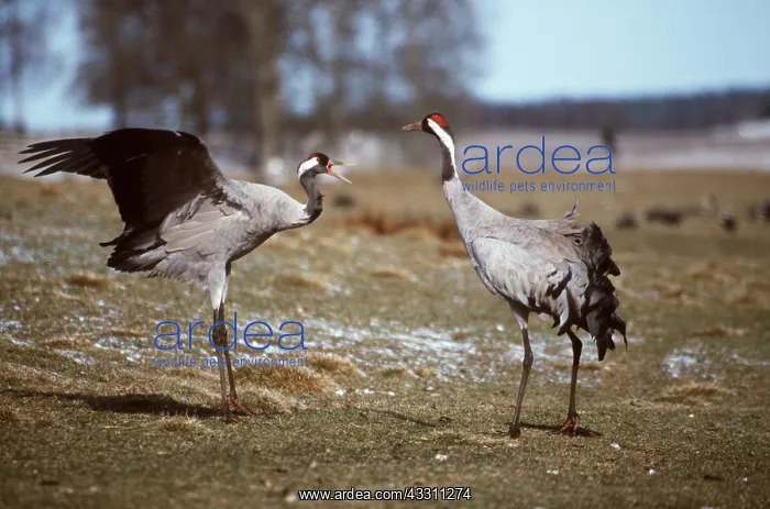 : CRANE - pair displaying, facing : CRANE - pair displaying, facing