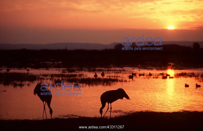 : CRANE - two, on waters edge at sunset : CRANE - two, on waters edge at sunset