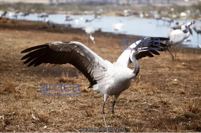 : CRANE - wings spread, displaying : CRANE - wings spread, displaying