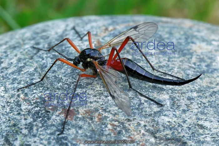  : Cranefly Switzerland